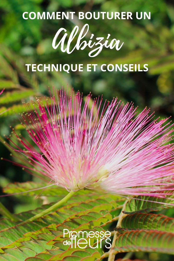 Albizia vermehren – Seidenbaum durch Stecklinge ziehen