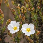 Steinrose: Pflanzung, Pflege und Kultivierung