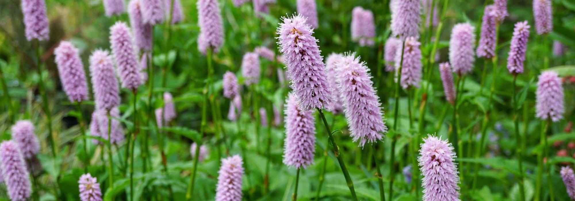 7 Kleinköpfiger Knöterich mit rosa Blüten