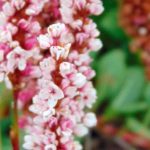 Kleinköpfiger Knöterich: bester Bodendecker