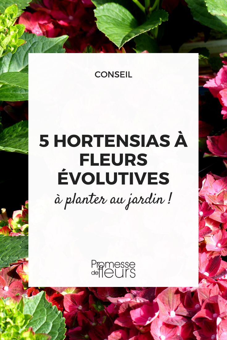 Hortensien mit veränderlichen Blüten