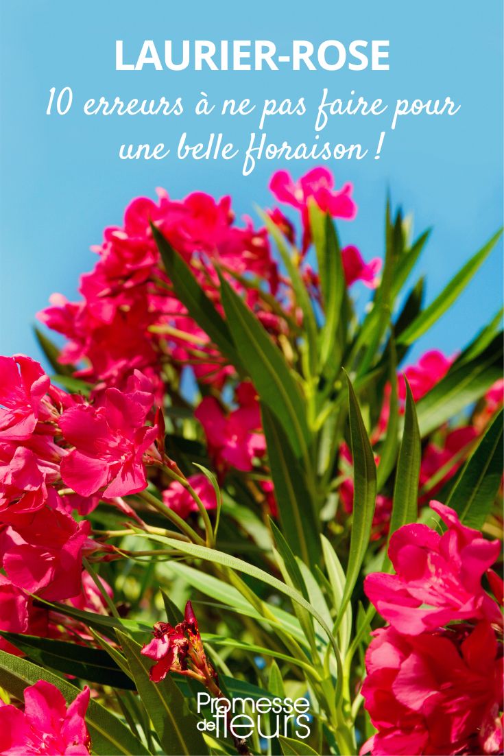 Förderung der Blüte beim Oleander (Nerium oleander)
