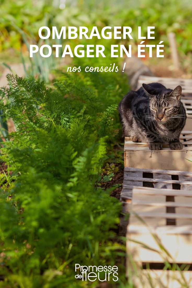 Gemüse im Garten vor Sonne schützen