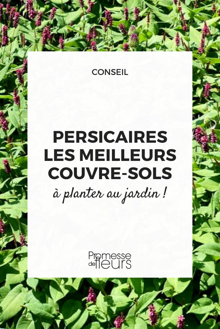 Persicaria - Bodendecker-Knöterich