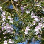 Prostanthera - Australische Minze: Pflanzen und Pflegen