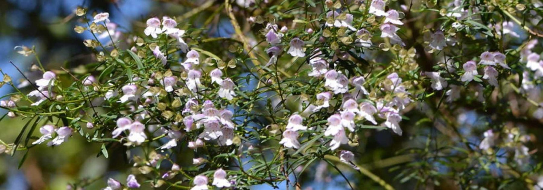 Prostanthera - Australische Minze: Pflanzen und Pflegen
