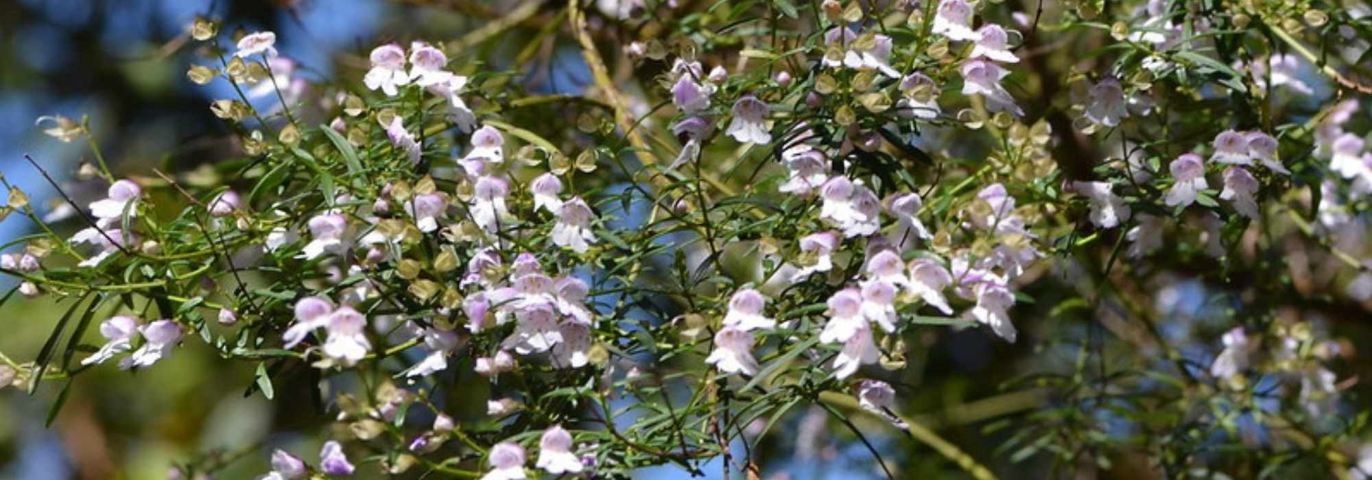 Prostanthera - Australische Minze: Pflanzen und Pflegen