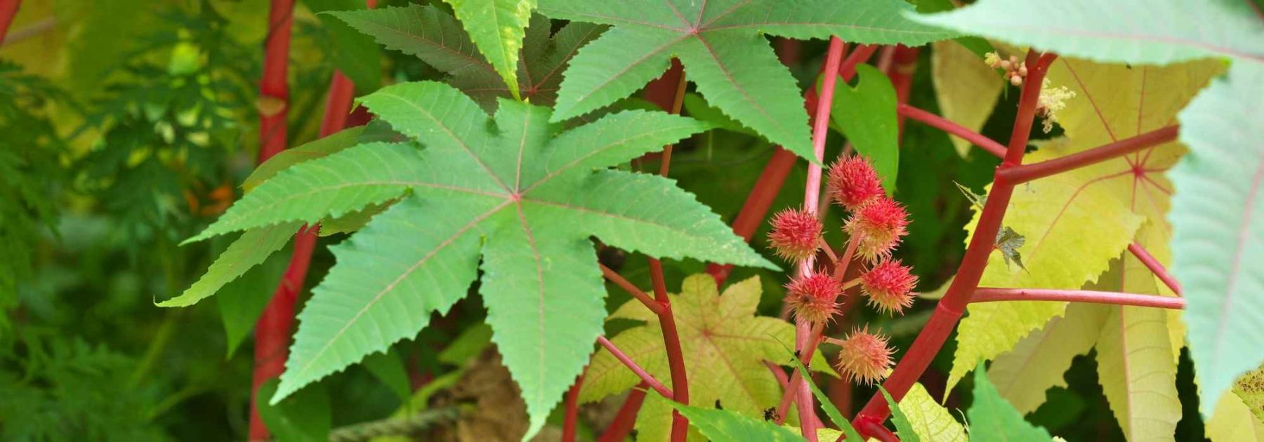 Wunderbaum: Pflanzung, Säen, Pflege