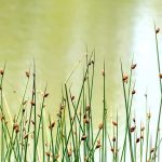 Scirpus: Pflanzen, Pflegen und Kultivieren