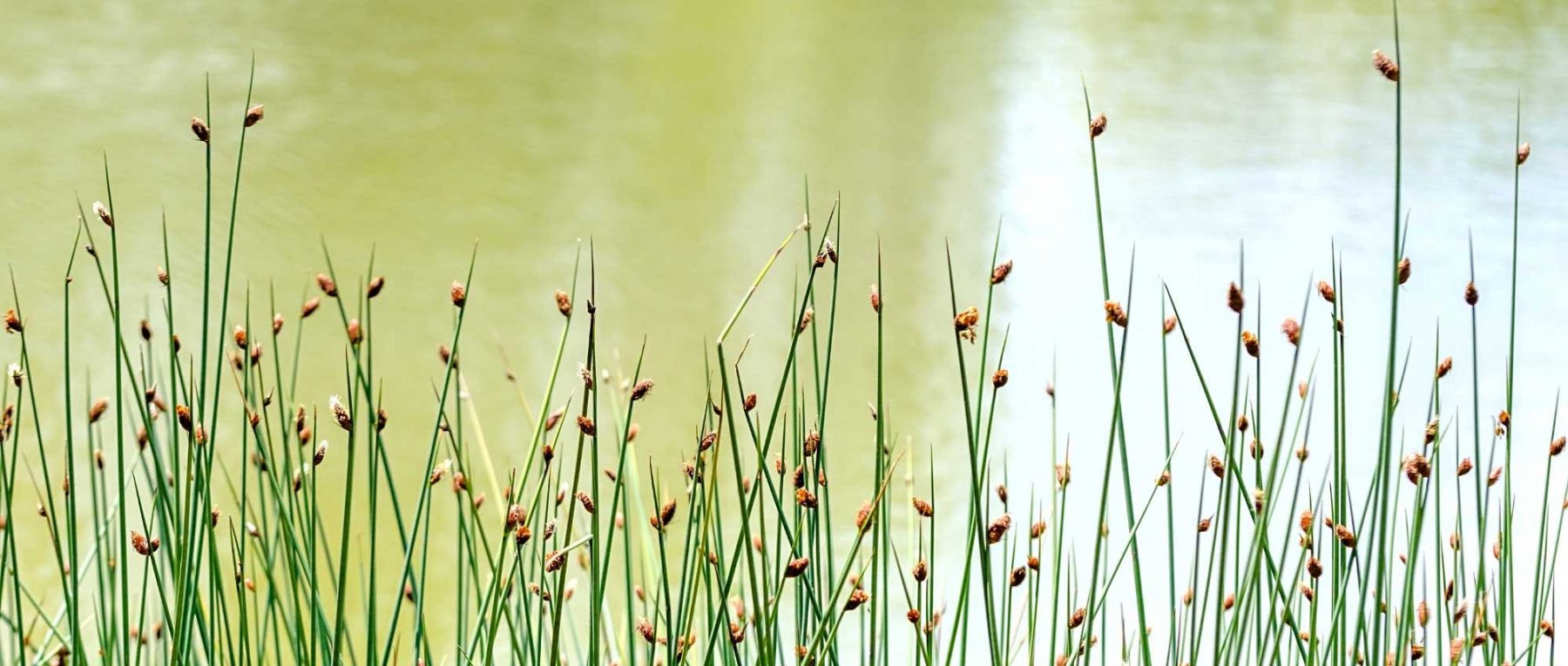 Scirpus: Pflanzen, Pflegen und Kultivieren