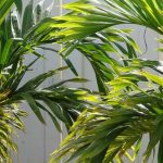 Veitchia (Adonidia): Pflanzung, Pflege und Kultivierung