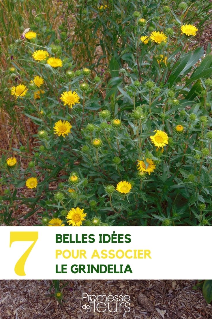 Grindelia assoziieren