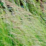 Deschampsia kombinieren