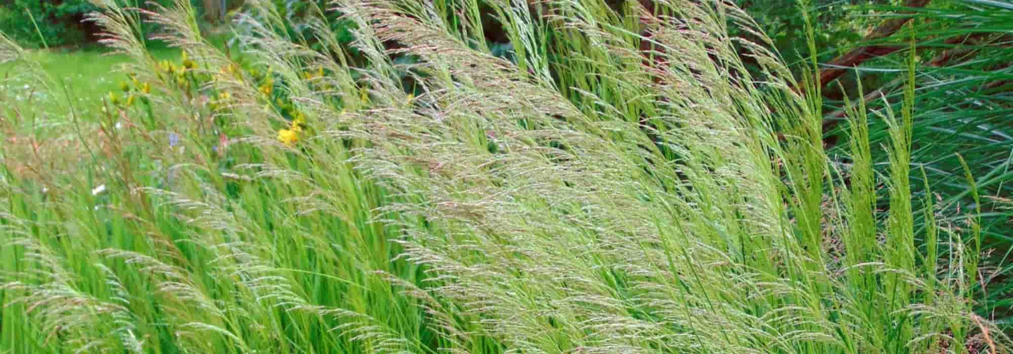 Deschampsia kombinieren