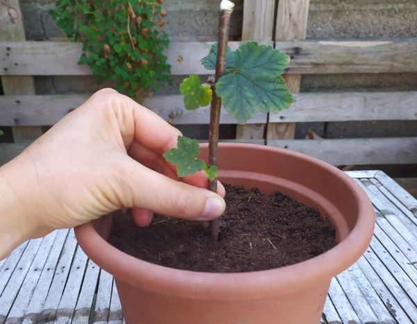 Johannisbeeren vermehren