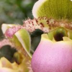 Cypripedium – Frauenschuh kombinieren?