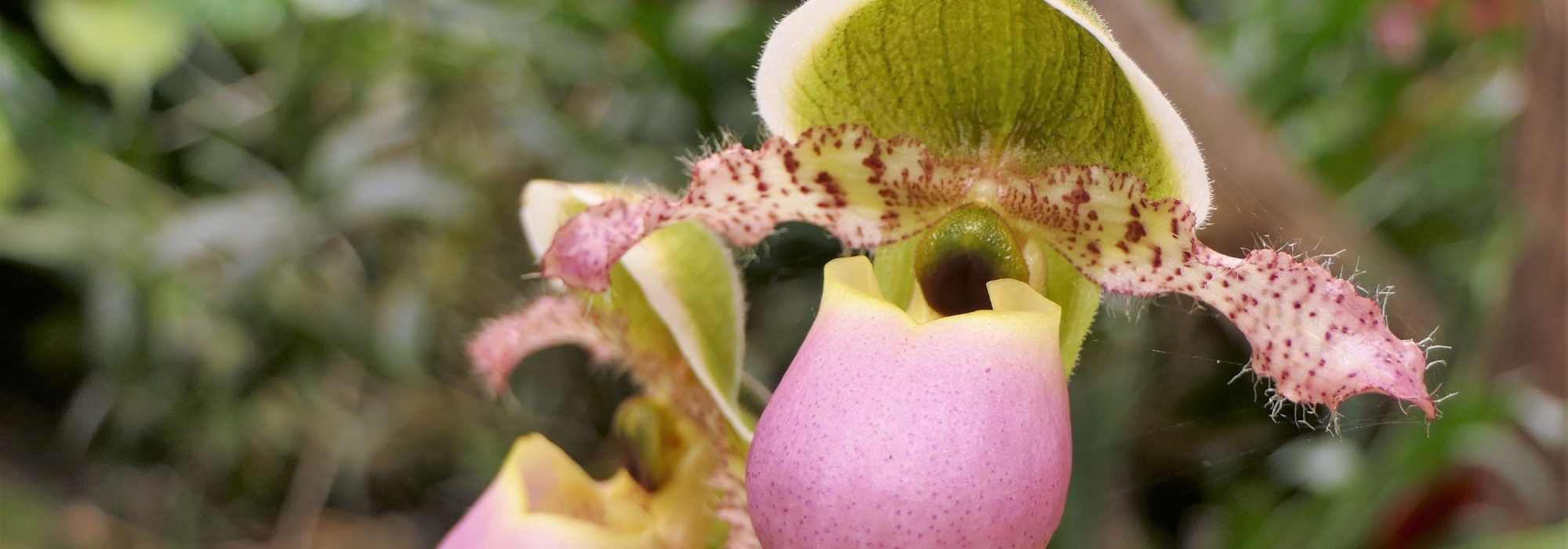 Cypripedium – Frauenschuh kombinieren?