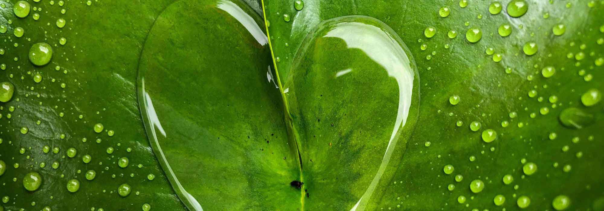 Wasser: kostbare, empfindliche Ressource