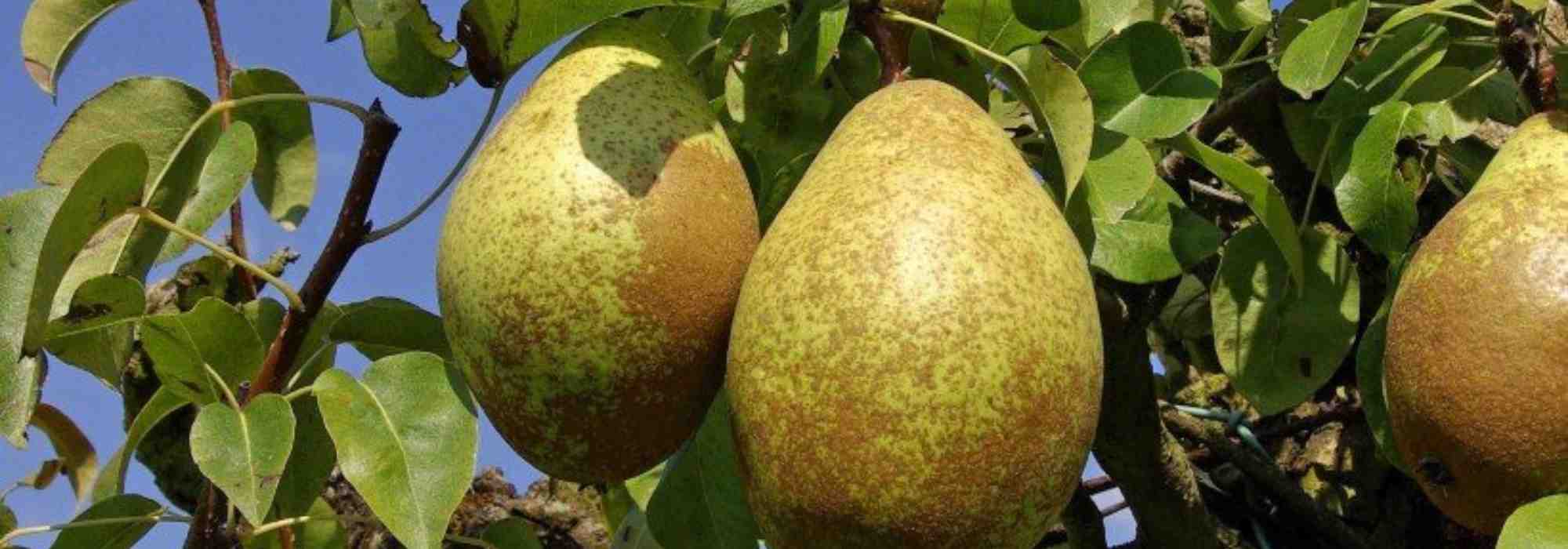 Obstbäume: beliebte selbstfruchtbare Sorten