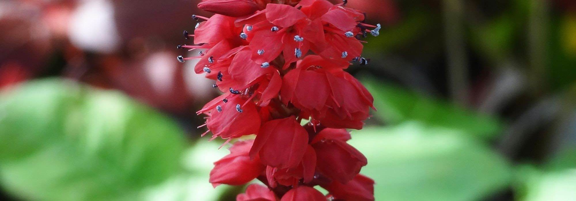 7 Kleinköpfige Knöteriche mit roten Blüten