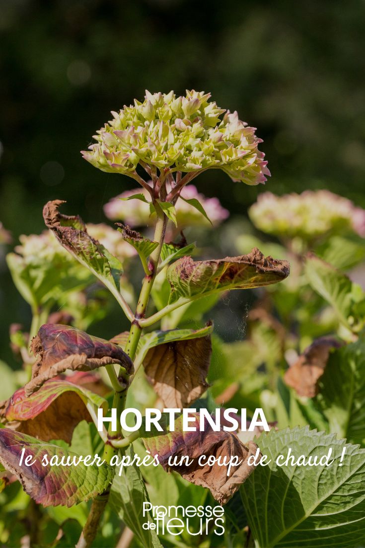 Hortensie retten nach Hitzeschaden
