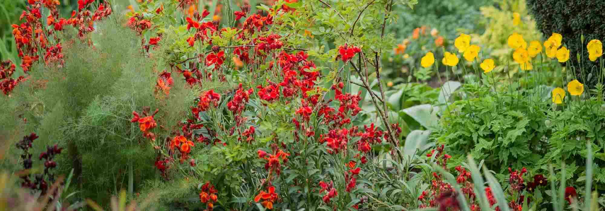 6 Ideen für rote und purpurne Beete
