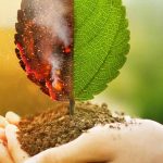 Klimawandel: Gärten neu denken und anpassen!