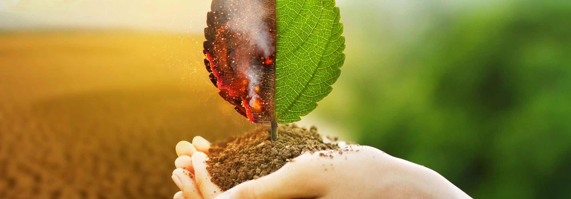 Klimawandel: Gärten neu denken und anpassen!