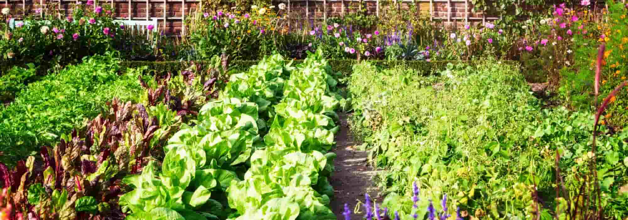 Gemüsegarten und Gemüse im Sommer beschatten