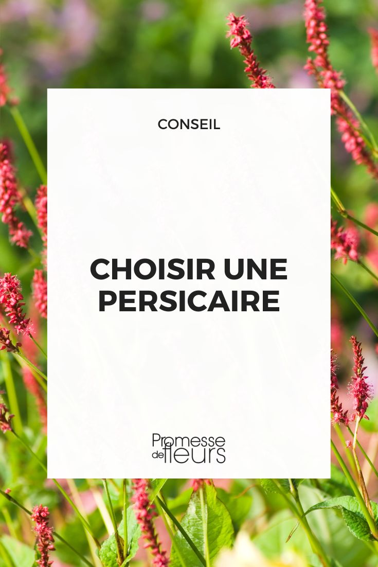 Persicaria (Wiesenknöterich)