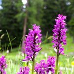 Dactylorhiza: Pflanzung, Pflege und Kultivierung