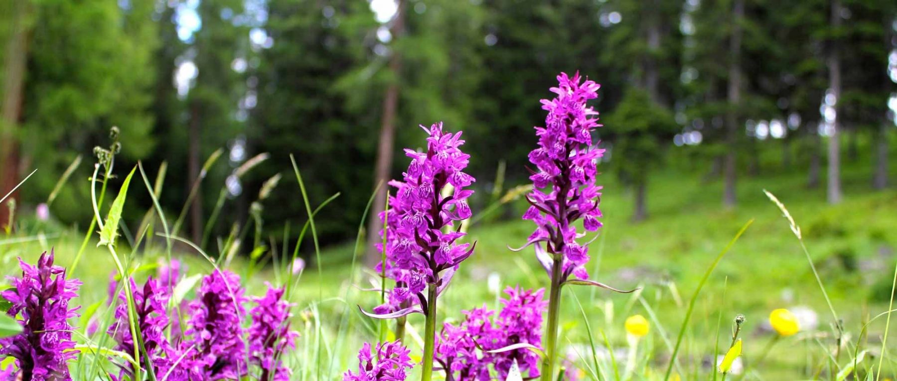Dactylorhiza: Pflanzung, Pflege und Kultivierung