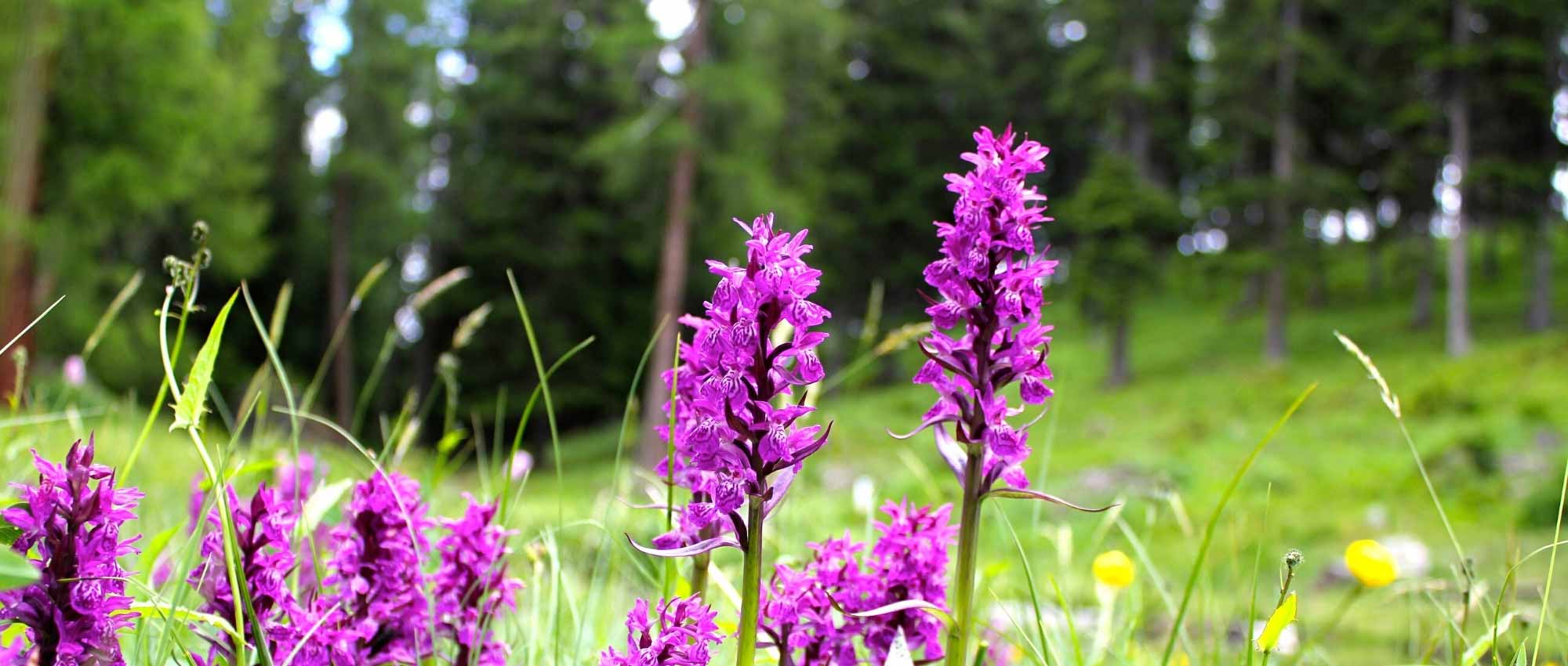 Dactylorhiza: Pflanzung, Pflege und Kultivierung
