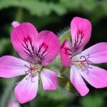 Duftender Storchschnabel: Pflanzung, Pflege und Vorteile