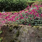 Trockenheitsverträglicher Storchschnabel