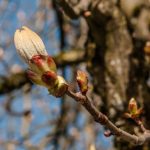 Kann man sich im Garten noch auf saisonale und phänologische Anhaltspunkte verlassen?