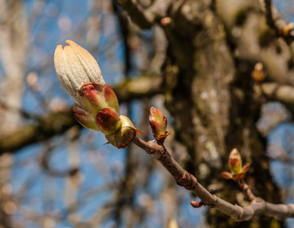 Kann man sich im Garten noch auf saisonale und phänologische Anhaltspunkte verlassen?