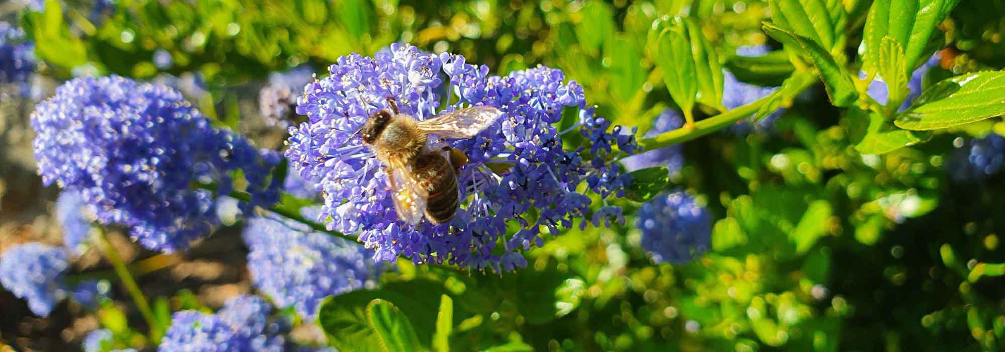 7 bienenfreundliche, trockenheitsfeste Sträucher