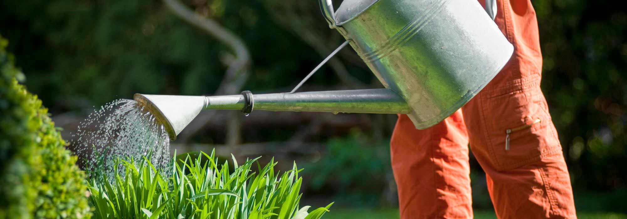 Pflanzen gießen bei und nach Trockenheit