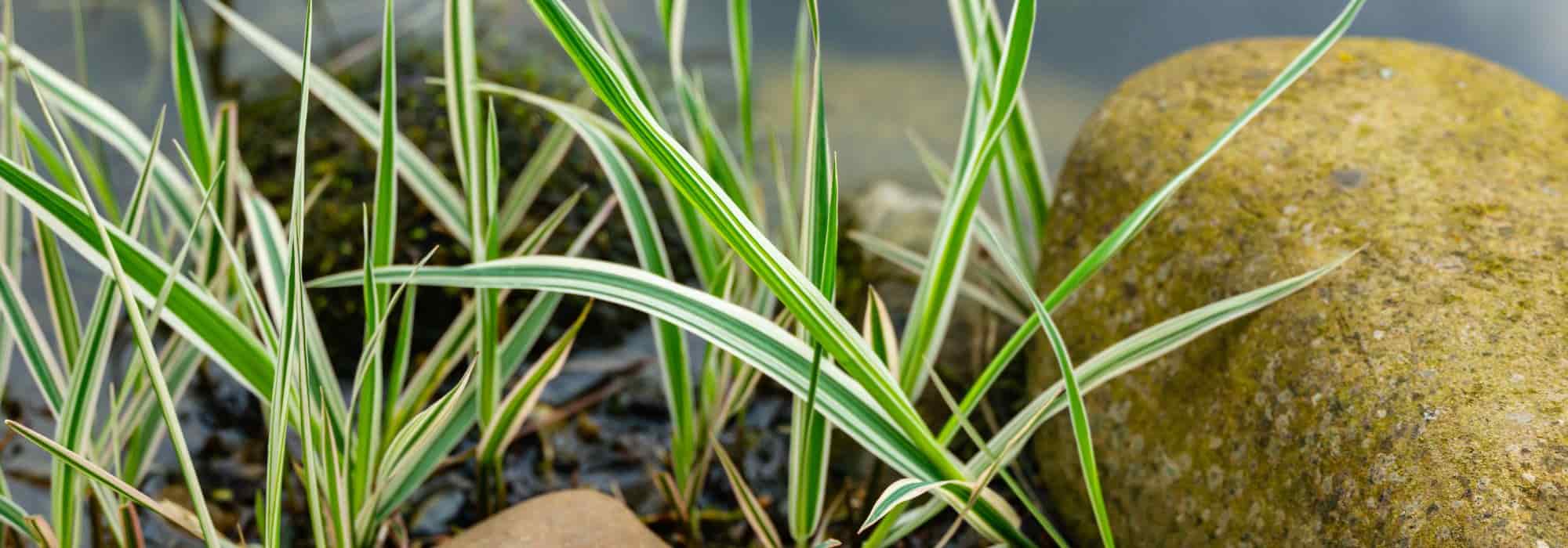 Phalaris kombinieren