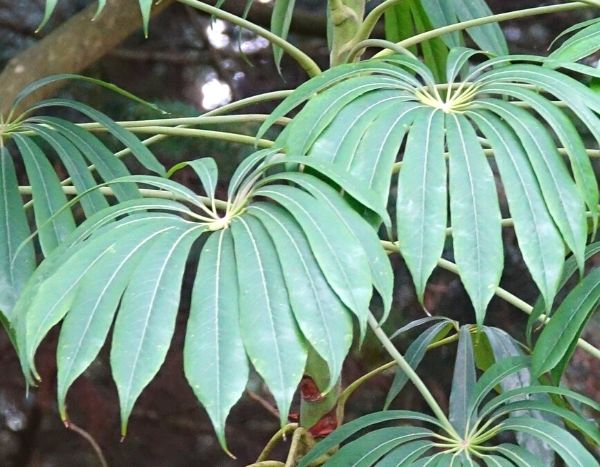 Schefflera-Steckling machen