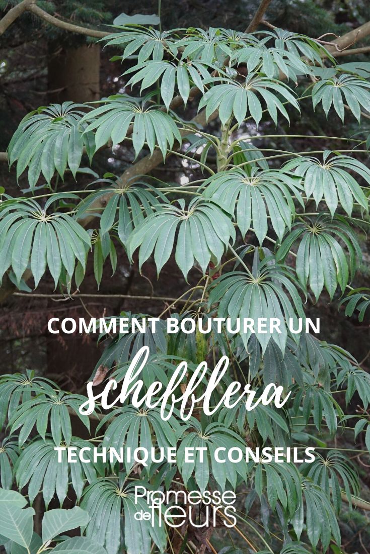 Einen Schefflera durch Stecklinge vermehren