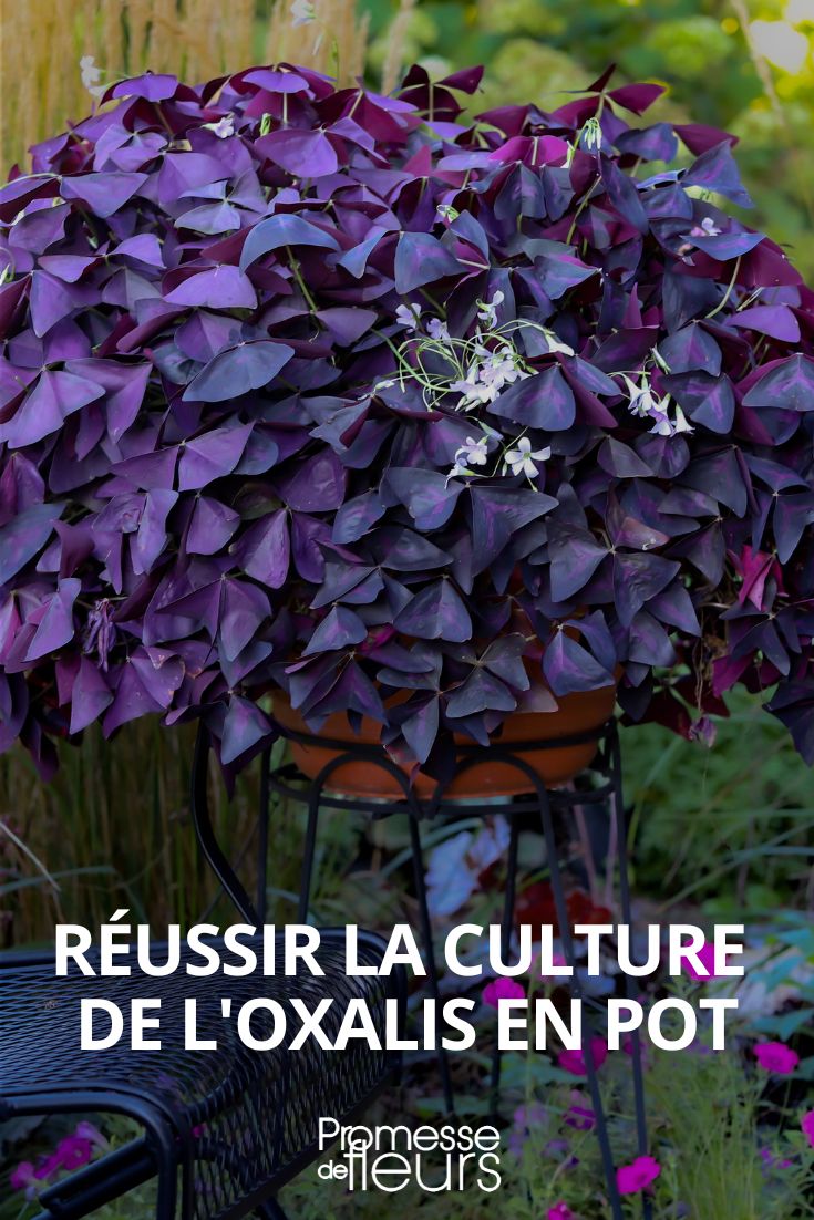 Oxalis im Topf kultivieren