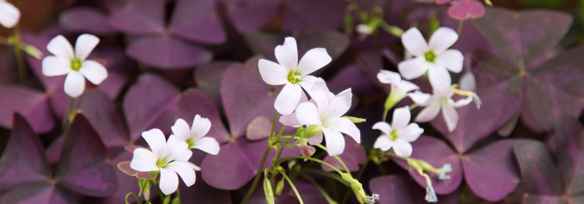 Oxalis im Topf anbauen