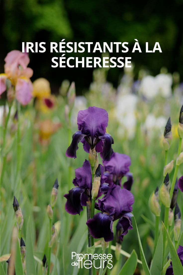 trockenheitsresistente Iris
