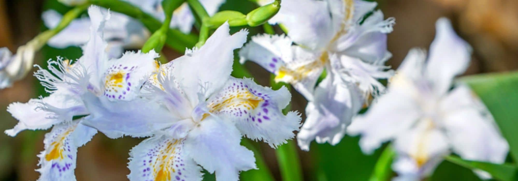 Trockenheitsverträgliche Iris