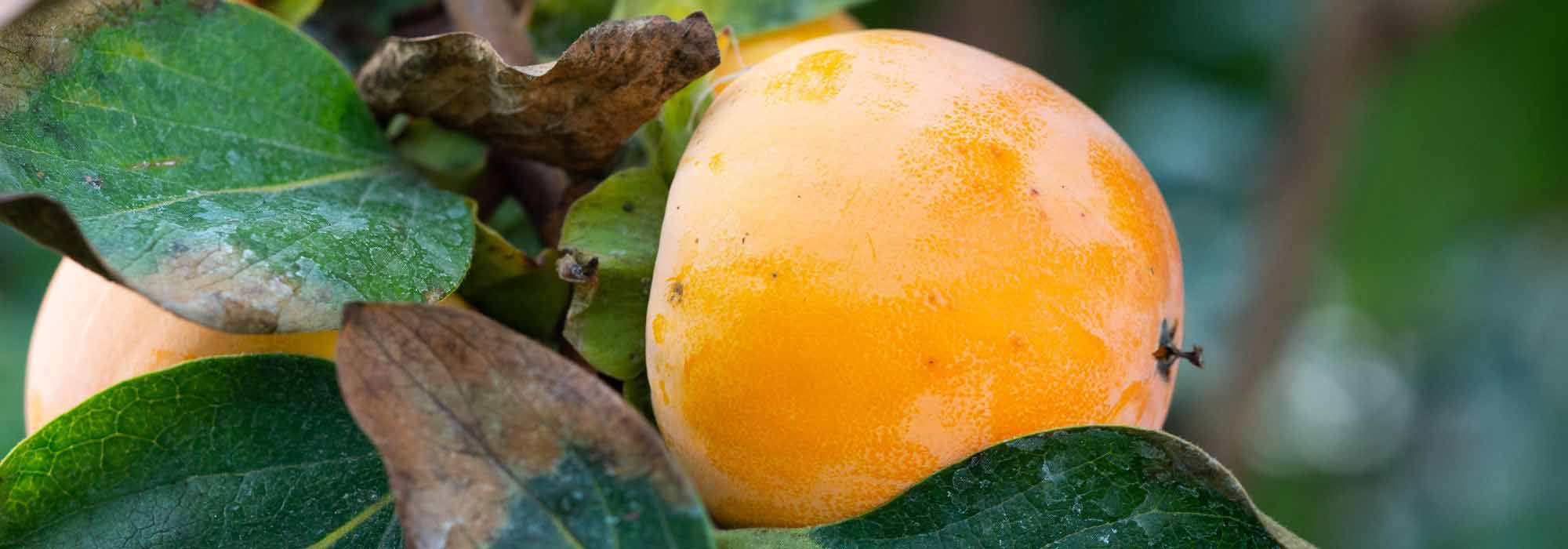 Kaki-Pflaume: Krankheiten und Parasiten