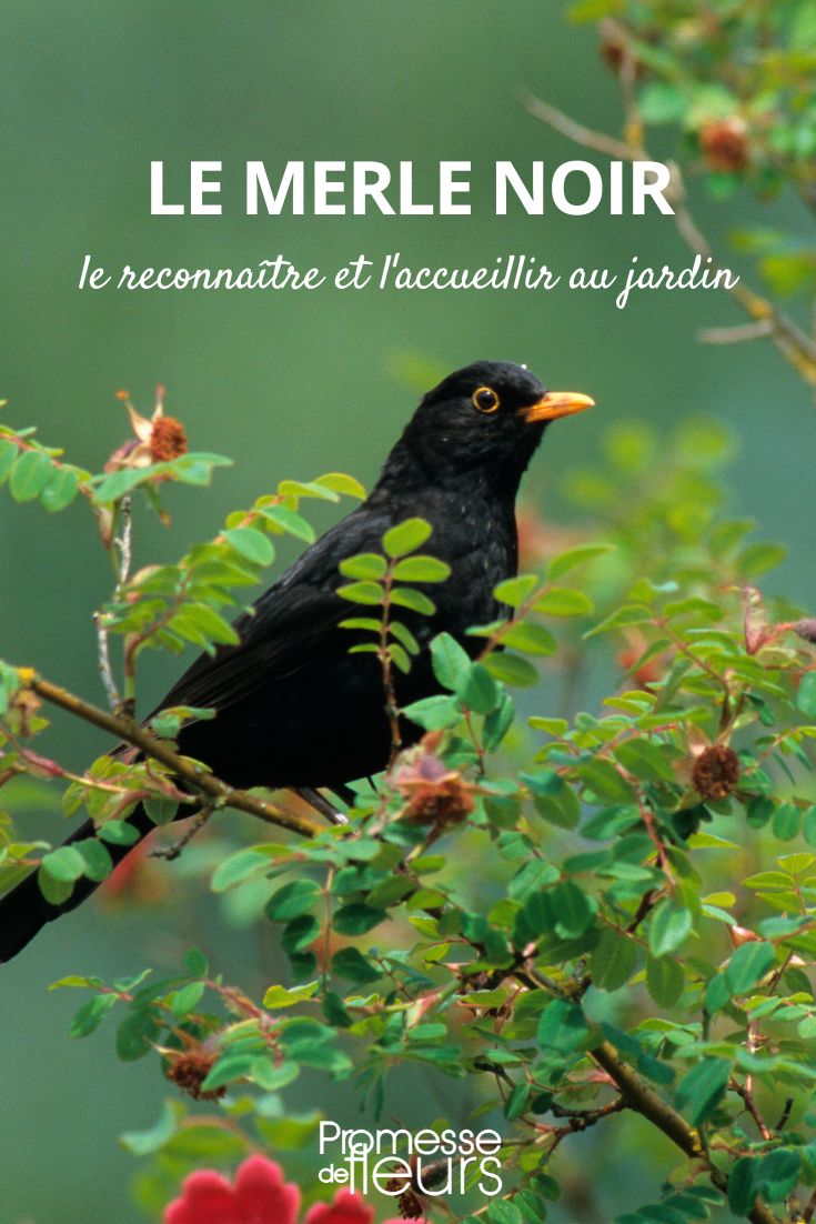 Amsel: Alles Wissenswerte