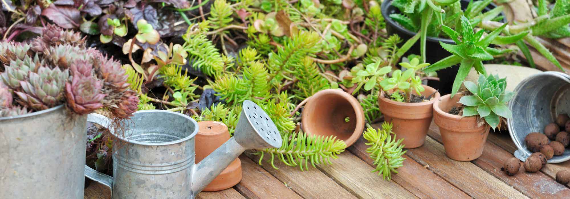 Blumenkästen und Kübel: wenig gießen?