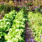 Ernte im Gemüsegarten natürlich steigern?
